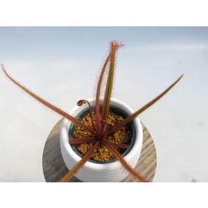 Drosera adelae 2号 丸鉢付き♪...の詳細画像5