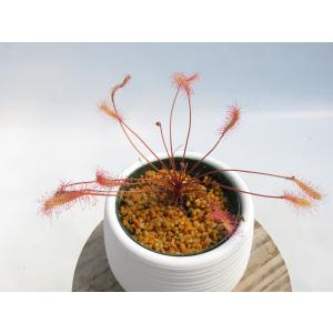 食虫植物 ムシトリスミレ ピンギキュラ P. gigantea × cyclosecta 2.5
