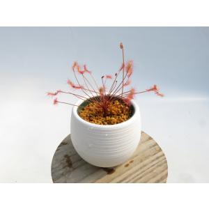 Drosera affinis namibia...の詳細画像1