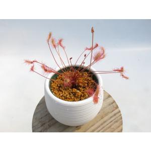 Drosera affinis namibia...の詳細画像2