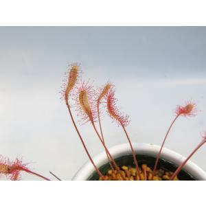 Drosera affinis namibia...の詳細画像3