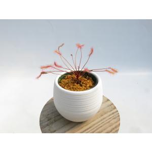 Drosera affinis namibia...の詳細画像4