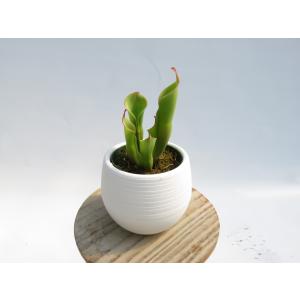Heliamphora heterodoxa× minor ヘリアンフォラ 2.5号【食虫植物・在庫