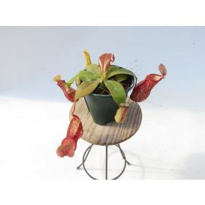 N.Gaya 3号【在庫限り】食虫植物 ネペン...の詳細画像1