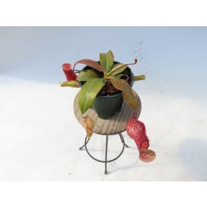 N.Gaya 3号【在庫限り】食虫植物 ネペン...の詳細画像3