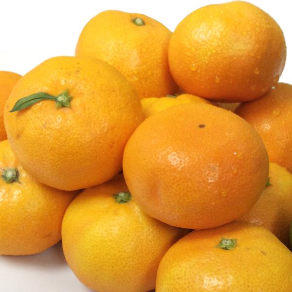 農園直送 うえがみ農園 広島県大長産 早生みかん 約5ｋｇ サイズいろいろ 送料無料 広島産 広島県...