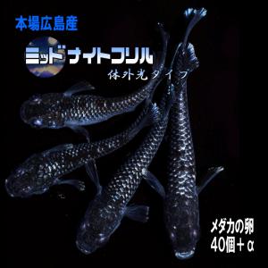 広島産 サンセット極龍めだか 卵30個 最高級 鉄仮面 みゆき