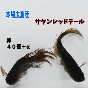 広島産 サタンレッドテール メダカの卵30個 めだか ブラック
