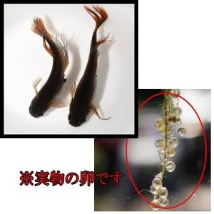 めだか サタンレッドテール 卵40個 広島産メ...の詳細画像1