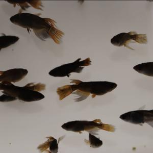 めだか サタンレッドテール 卵40個 広島産メ...の詳細画像3