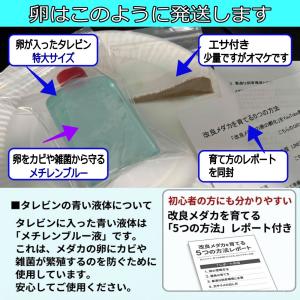 めだか サタンレッドテール 卵40個 広島産メ...の詳細画像5