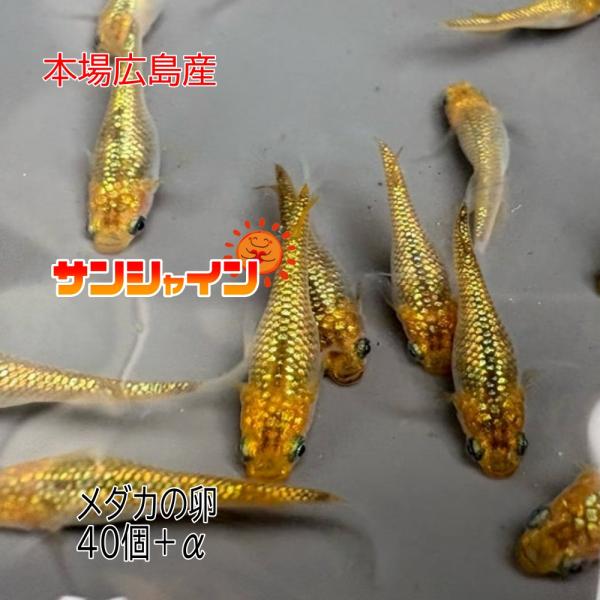 めだか サンシャイン 卵４０個 広島産メダカ 黄金 多色ラメ 最高峰 改良 メダカ