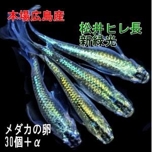 めだか 松井ヒレ長新緑光 卵30個 広島産メダカ グリーン体外光