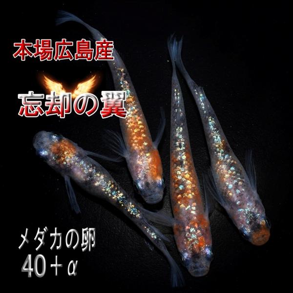 めだか 忘却の翼 卵４０個 広島産メダカ ラメ 体外光 ヒレ長