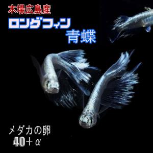 めだか ヒレ長ロングフィン青蝶 卵30個 広島産メダカ 鉄仮面 みゆき 卵 メダカ  ブルーフルボディ｜広島めだか