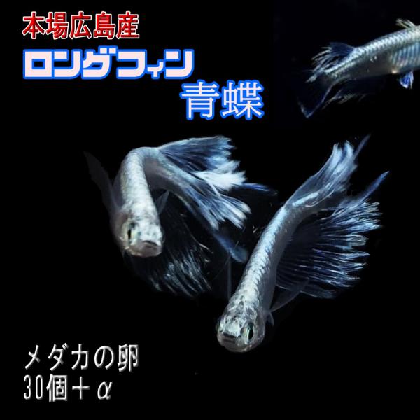 めだか ヒレ長ロングフィン青蝶 卵30個 広島産メダカ 鉄仮面 みゆき 卵 ブルーフルボディ メダカ...