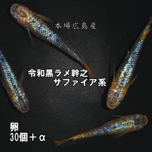 めだか 令和黒ラメ幹之サファイア系 卵30個 広島産メダカ