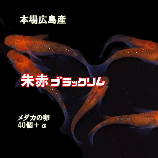 めだか 朱赤ブラックリム 卵４０個 広島産メダカ 極上赤メダカ 改良 レッド 最高級