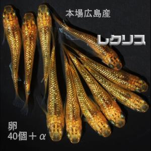 めだか レクリス 卵40個 広島産 メダカ ゴー...の商品画像