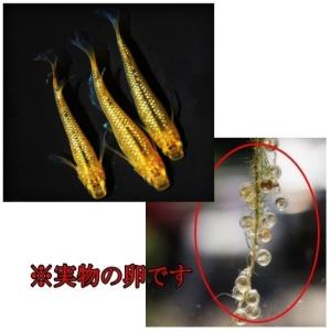 めだか レクリス 卵40個 広島産 メダカ ゴ...の詳細画像1