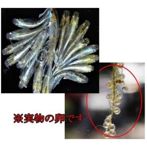 めだか エメキン 卵40個 広島産メダカ 「マ...の詳細画像1