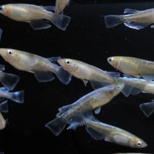めだか エメキン 卵40個 広島産メダカ 「マ...の詳細画像3