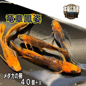 めだか 竜章鳳姿 卵４０個 広島産メダカ レッド最高峰 改良 赤い 超美個体 赤