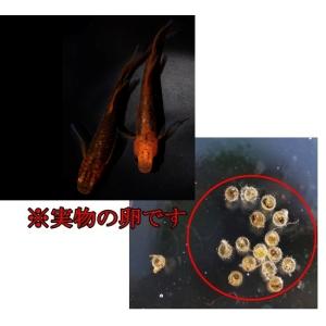 めだか 竜章鳳姿 卵40個 広島産メダカ レッ...の詳細画像1