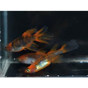 めだか 竜章鳳姿 卵40個 広島産メダカ レッ...の詳細画像3