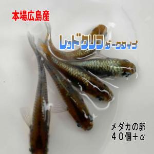 めだか レッドクリフ ダークタイプ 卵 40個+...の商品画像