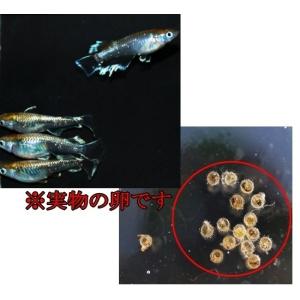 めだか レッドクリフ ダークタイプ 卵 40個...の詳細画像2