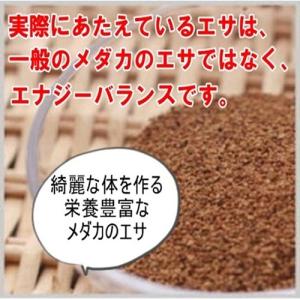 めだか レッドクリフ ダークタイプ 卵 40個...の詳細画像4