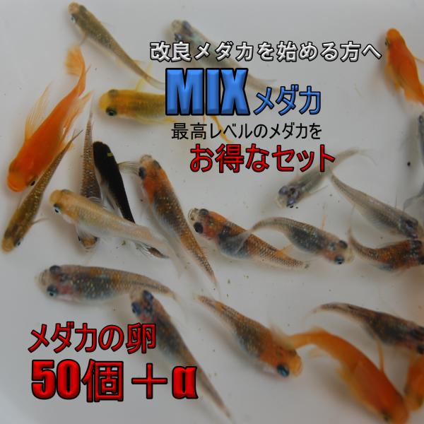 めだか MIX 卵 50個＋α 広島産メダカ 改良品種