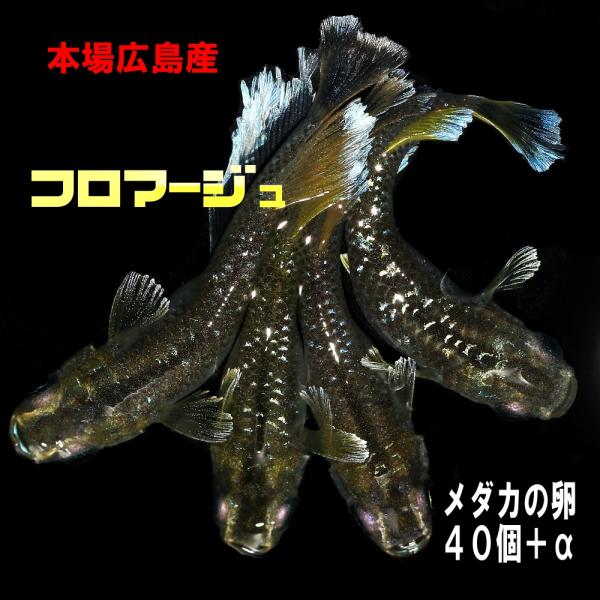 めだか フロマージュ 卵４０個 広島産メダカ 黄色〜オレンジがかった体色