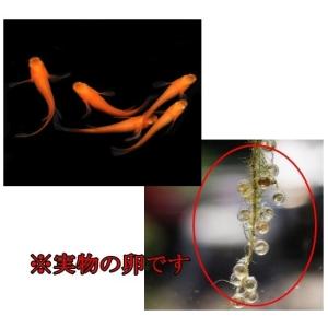 めだか 松井ヒレ長 紅帝 卵40個 広島産メダ...の詳細画像1