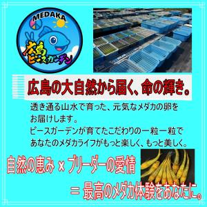 めだか 松井ヒレ長 紅帝 卵40個 広島産メダ...の詳細画像5