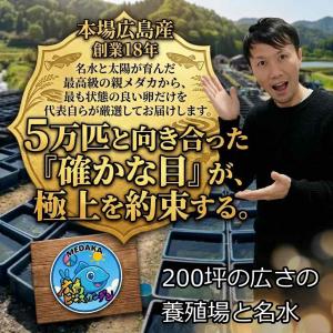 めだか 松井ヒレ長 紅帝 卵40個 広島産メダ...の詳細画像5