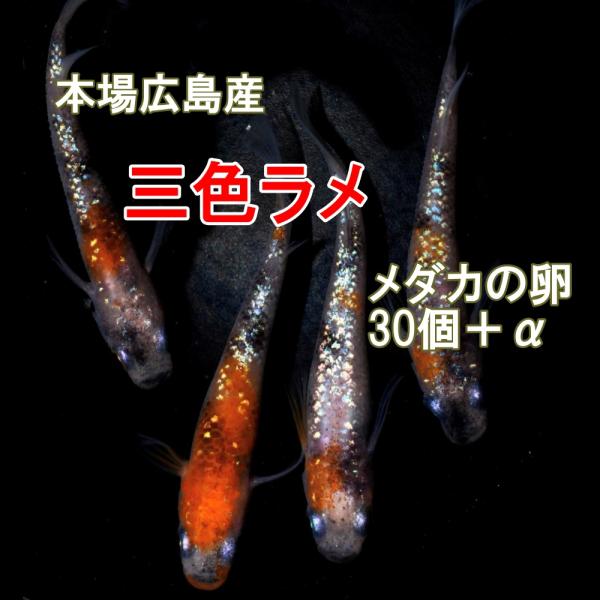 めだか 三色ラメ 卵 30個 広島産 レインボー 光る 最高級 メダカ 虹色