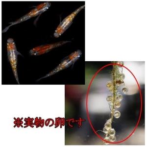めだか 三色ラメ 卵 40個 広島産 メダカ ...の詳細画像1