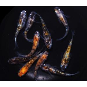 めだか 三色ラメ 卵 40個 広島産 メダカ ...の詳細画像2