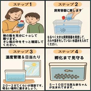 めだか 三色ラメ 卵 40個 広島産 メダカ ...の詳細画像5
