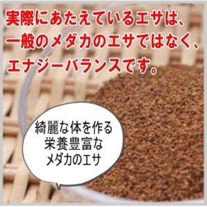 めだか ブルームーン 卵40個 広島産メダカ ...の詳細画像2