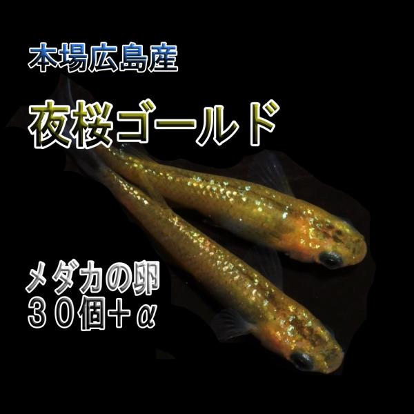 めだか 夜桜ゴールド 卵30個 広島産メダカ 黄金 ラメ 改良  超美個体 親群