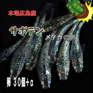 めだか サボテン 卵30個 広島産 グリーンラメ 改良メダカ 緑光｜広島めだか