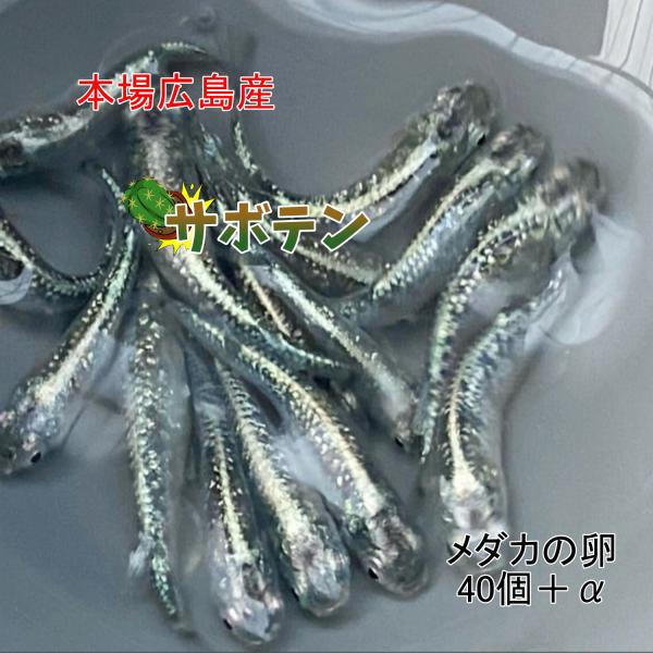 めだか サボテン 卵４０個 広島産 グリーンラメ 改良メダカ 緑光