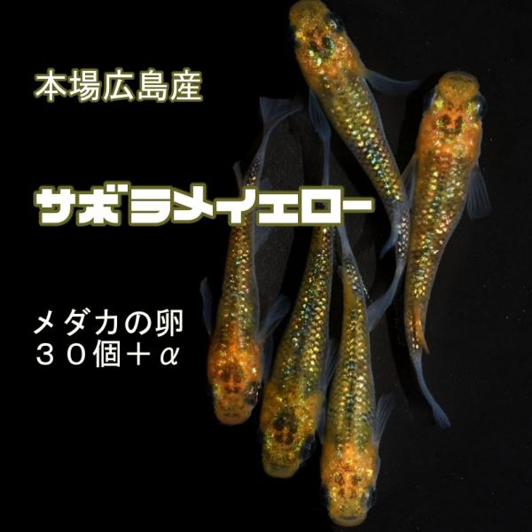 めだか サボラメ イエロー 卵30個 広島産 黒の基調色にオーロラ系の無数の黄色のラメ 改良