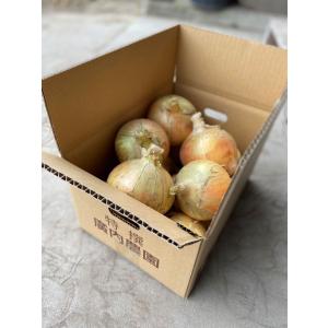 淡路島産　玉ねぎ　大玉サイズ　5kg（秀品）