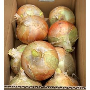淡路島産　玉ねぎ　M〜2L玉混合サイズ　5kg（秀品）