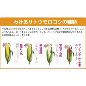 訳あり とうもろこし 20本 直売店では1時間...の詳細画像1