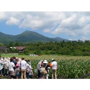 赤いとうもろこし 大和ルージュ農家 直売 甘い...の詳細画像3